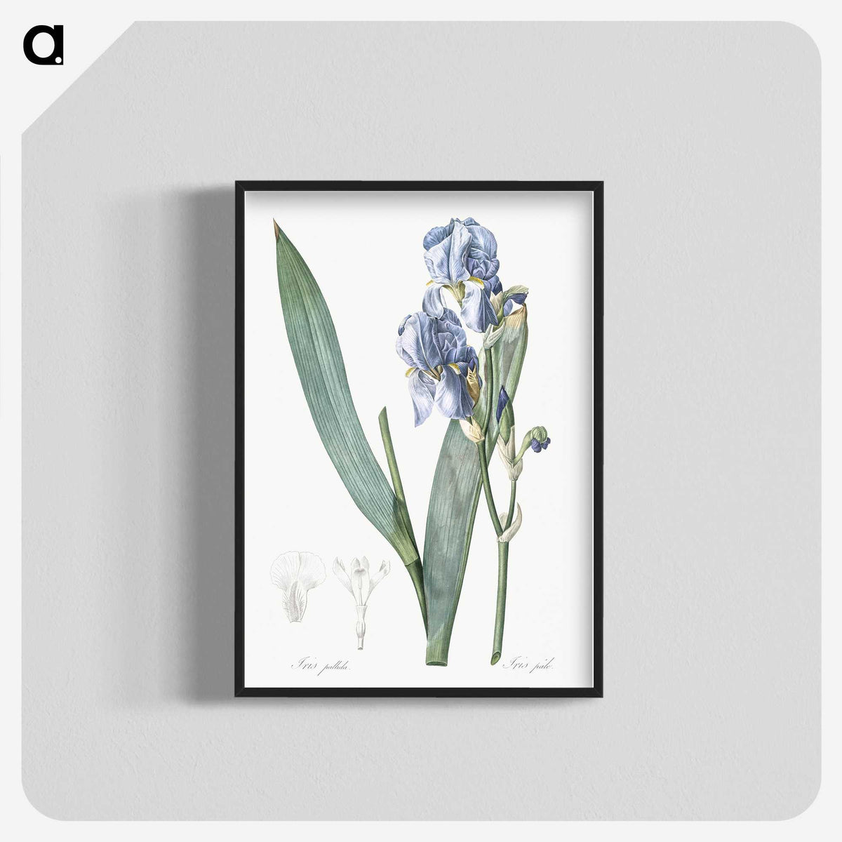 1-38_The-Lilies_blk-crop