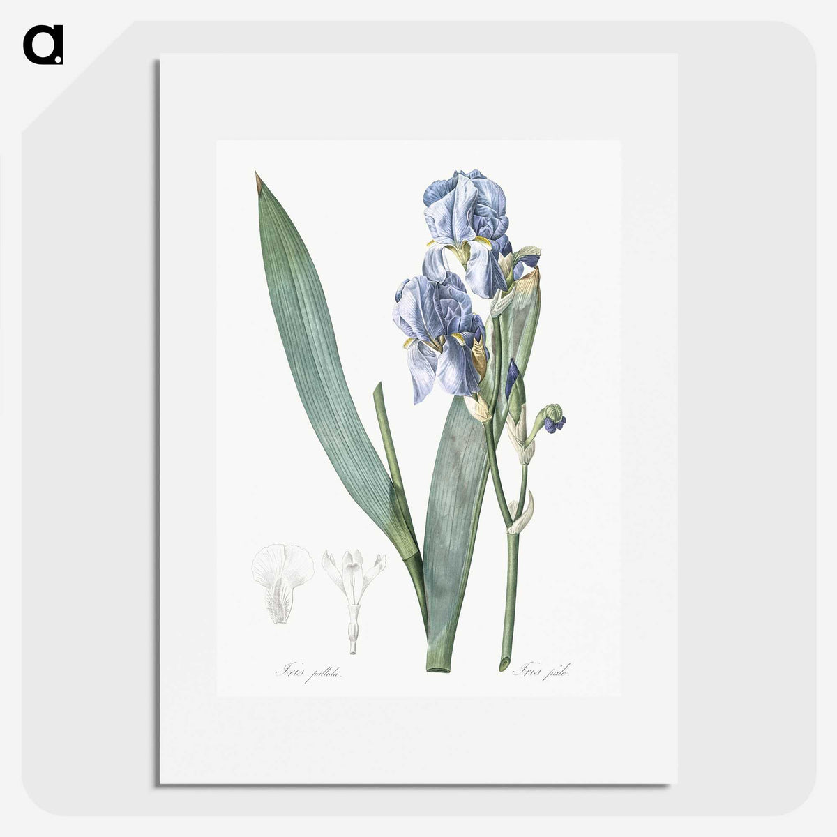 1-38_The-Lilies_picture