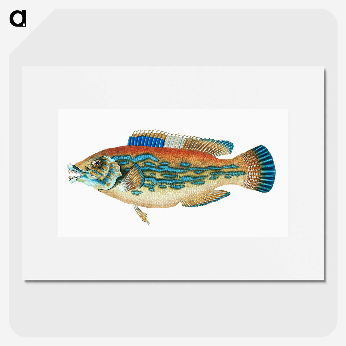 1-38_The-Natural-History-of-British-Fishes_picture