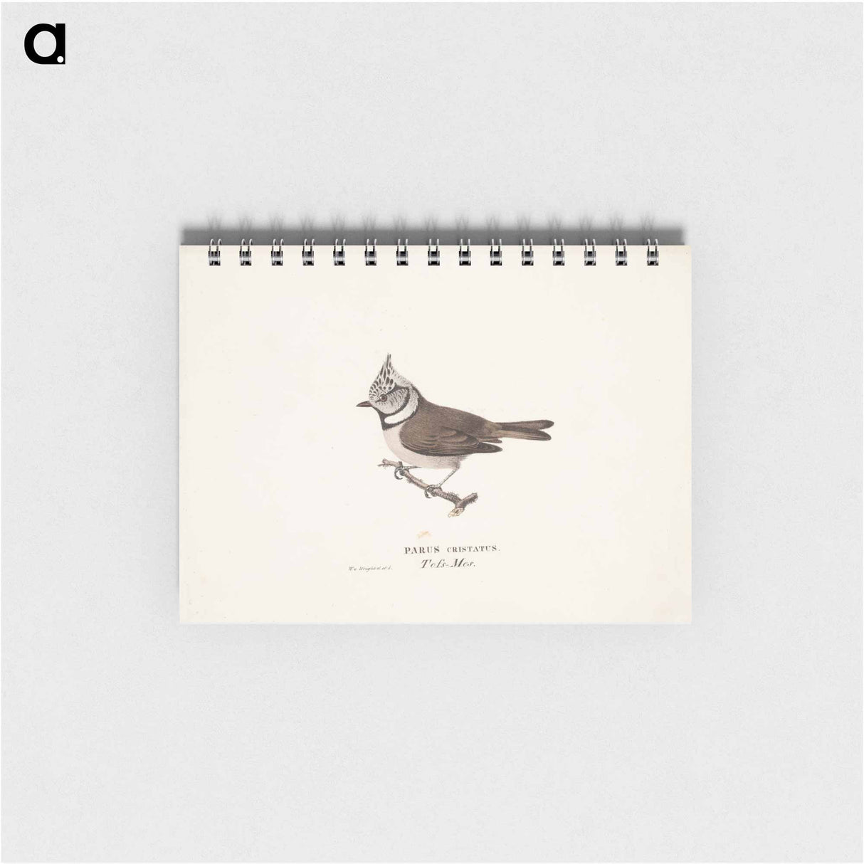 Crested tit - ヴィルヘルム フォン ライト Memo.