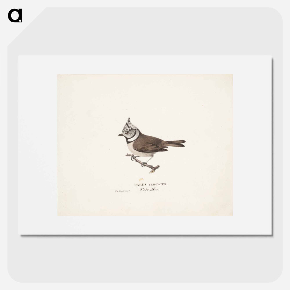 Crested tit - Wilhelm von Wright Poster.