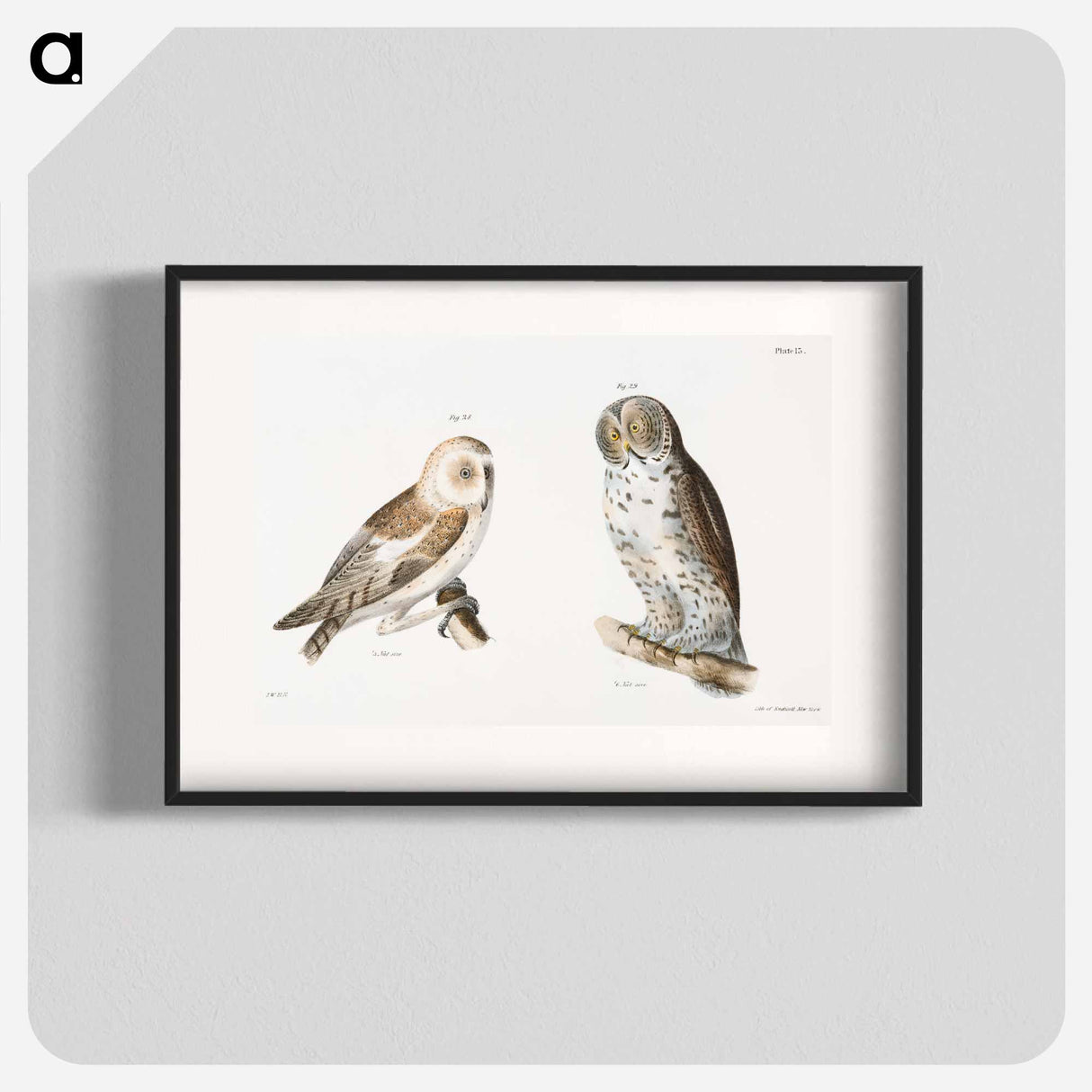 The American Barn Owl (Strix pratincola) The Great Gray Owl (Syrnium cinereum) - ニューヨークの動物学 Poster.