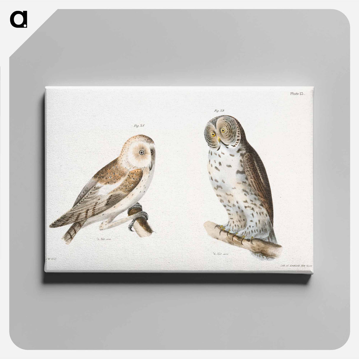 The American Barn Owl (Strix pratincola) The Great Gray Owl (Syrnium cinereum) - New York Zoological Canvas.