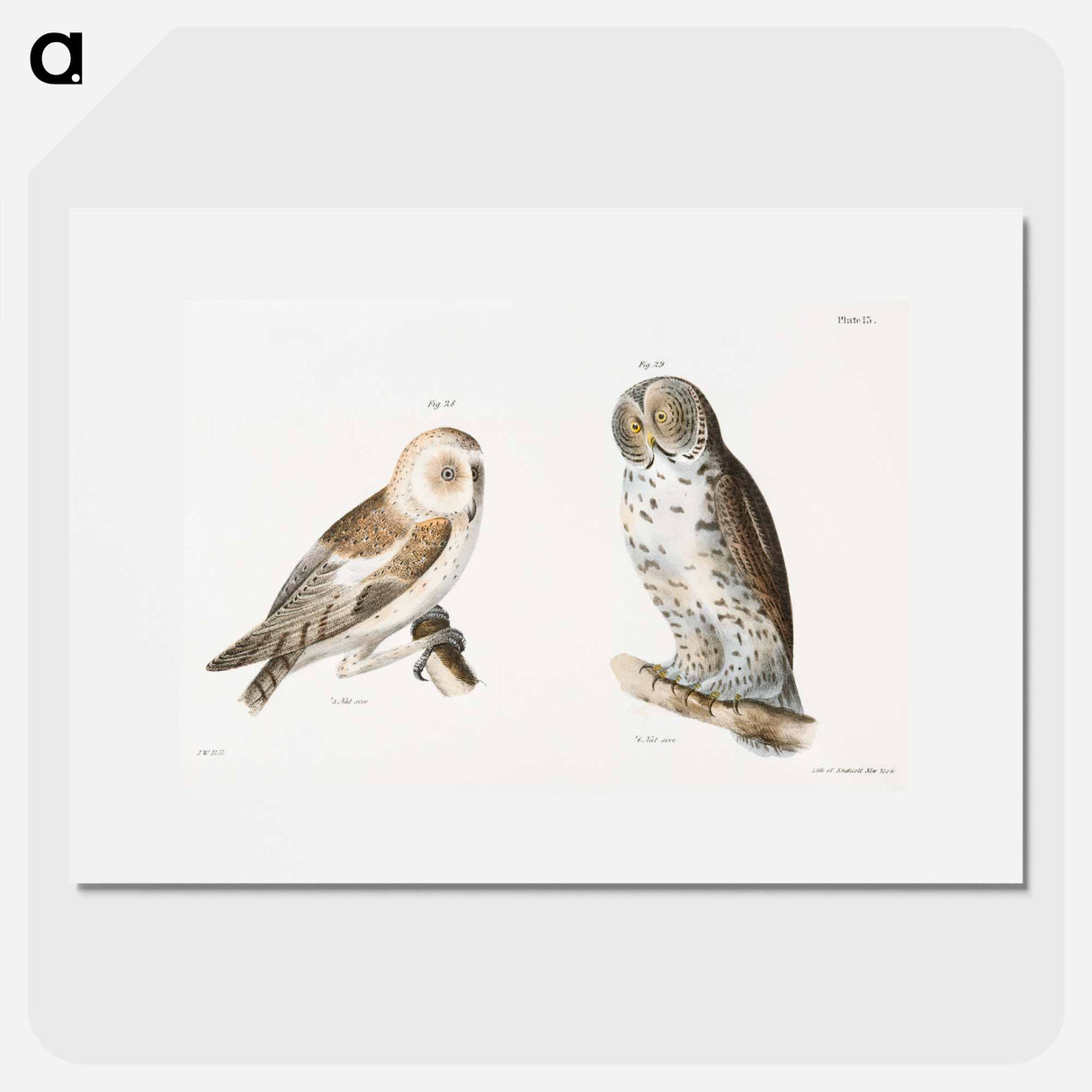 The American Barn Owl (Strix pratincola) The Great Gray Owl (Syrnium cinereum) - ニューヨークの動物学 Poster.