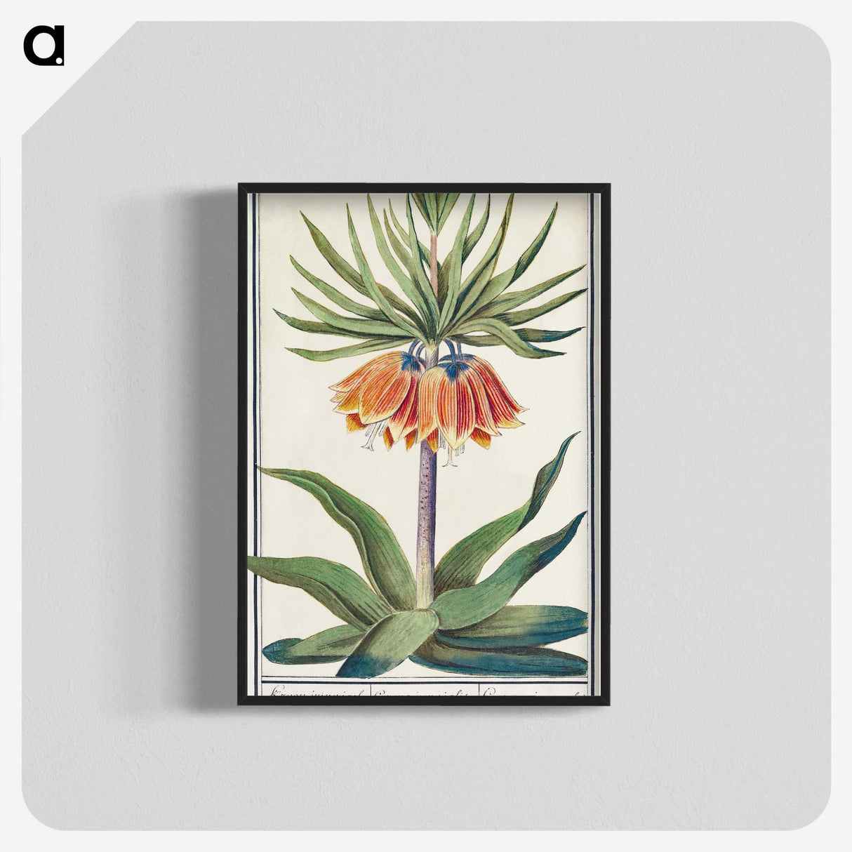 1-39_Anselmus-Boetius-de-Boodt_blk-crop