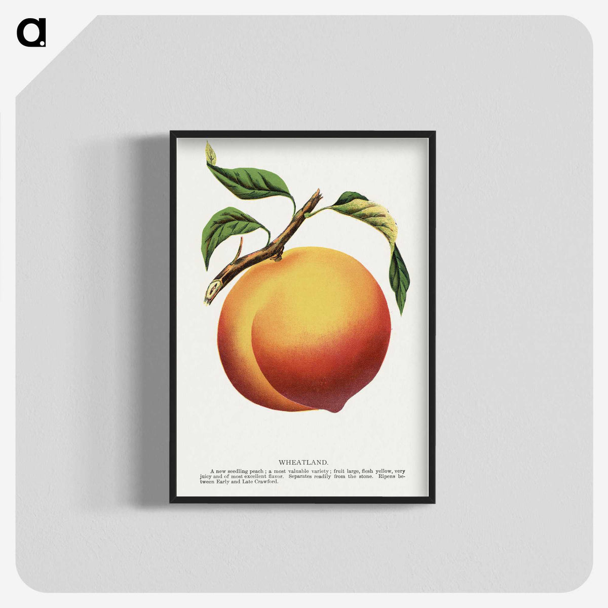 1-39_Botanical-Specimen-Plates_blk-crop
