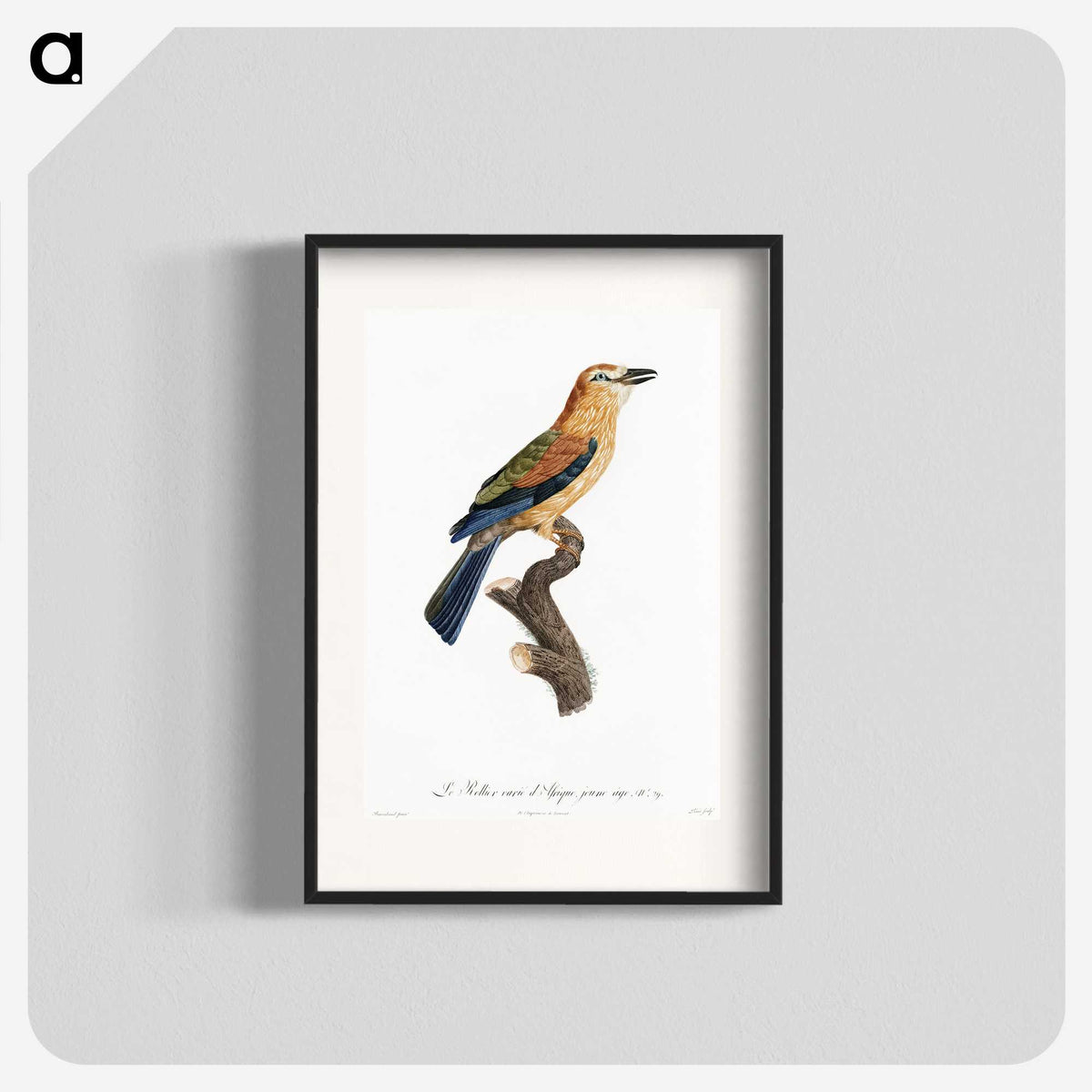 1-39_Des-Oiseaux-de-Paradis_blk