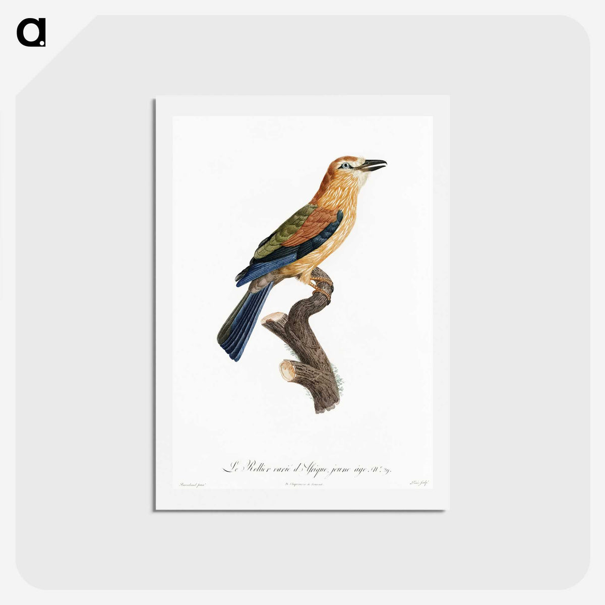 1-39_Des-Oiseaux-de-Paradis_hagaki