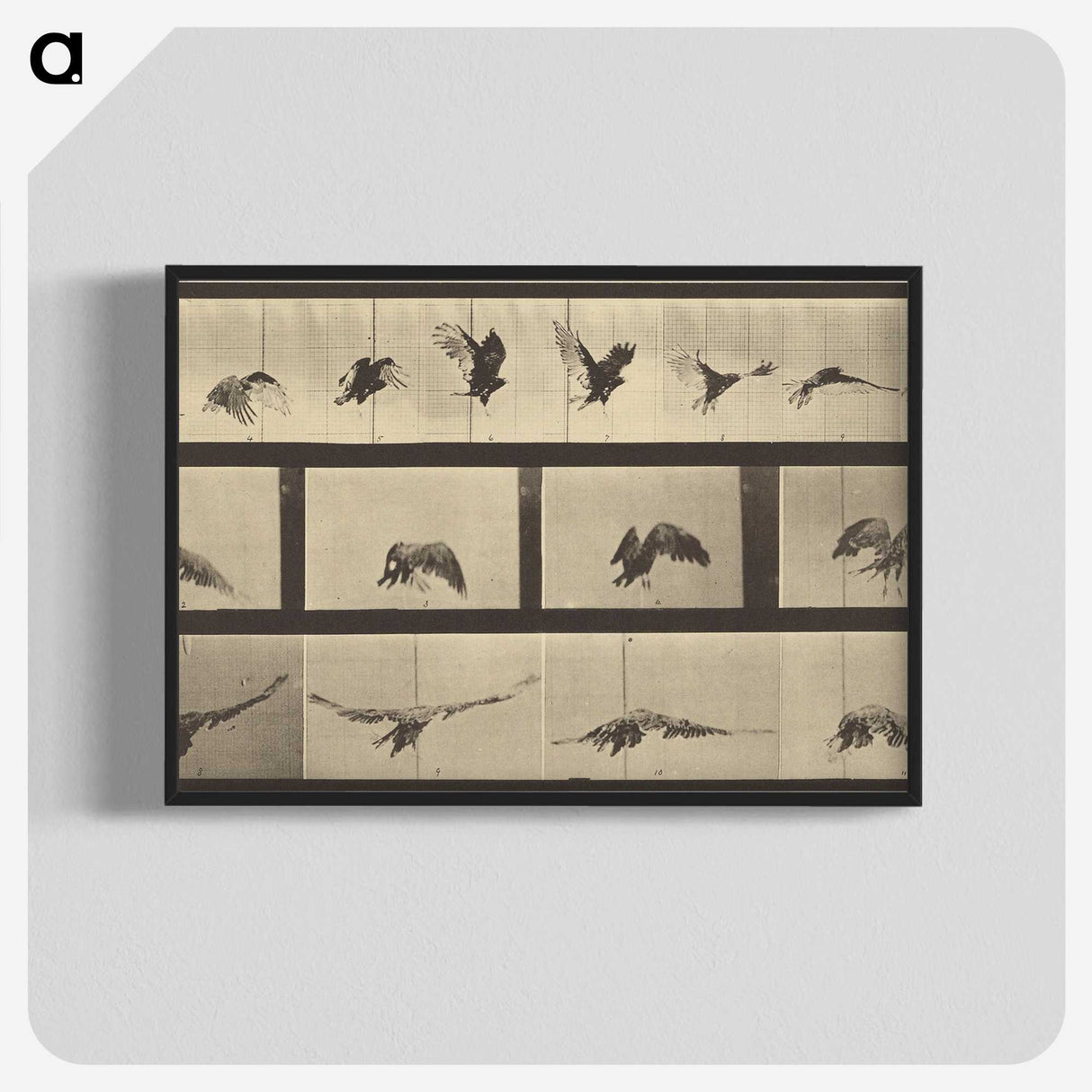 1-39_Eadweard-Muybridge_blk-crop
