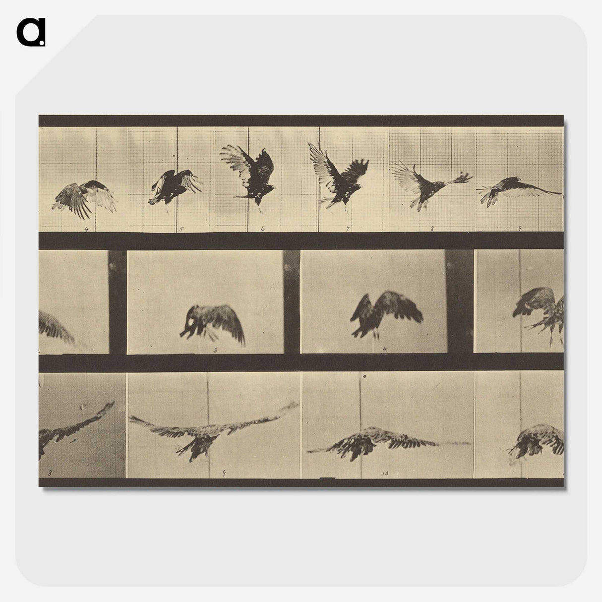 1-39_Eadweard-Muybridge_picture-crop