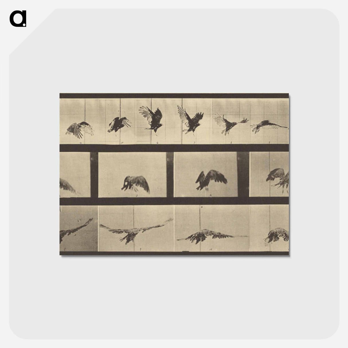 アートポストカード-Animal Locomotion
- エドワード マイブリッジ Postcard.