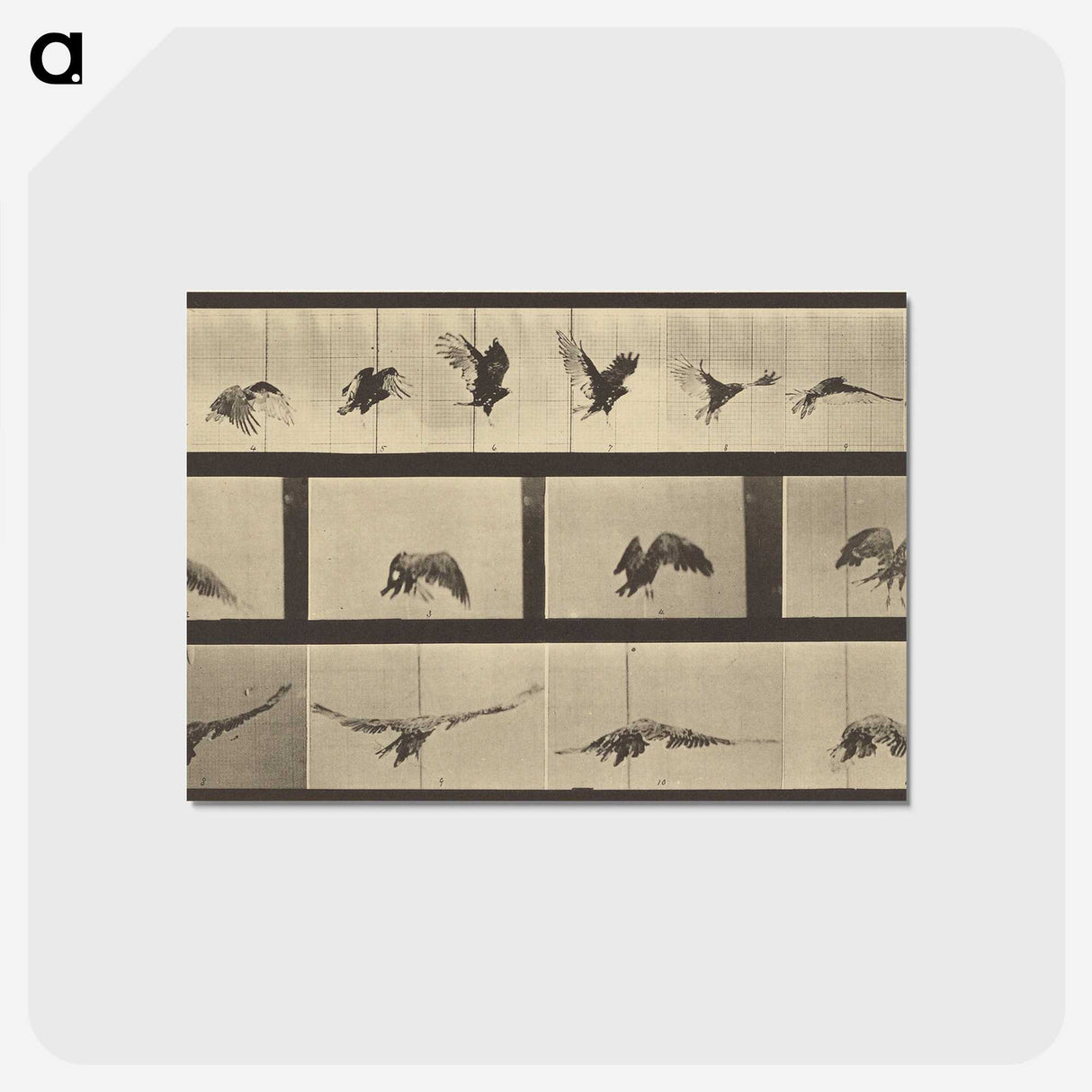 1-39_Eadweard-Muybridge_postcard