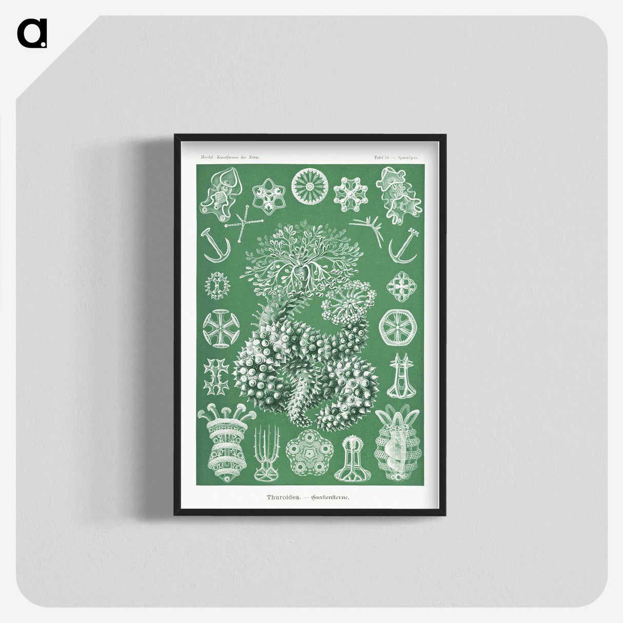 1-39_Ernst-Haeckel_blk-crop