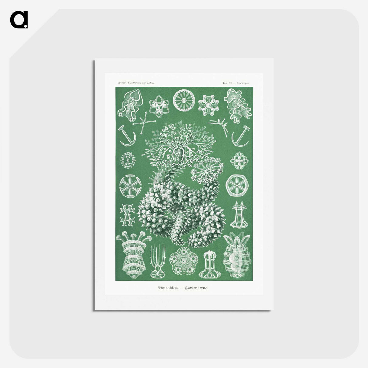 1-39_Ernst-Haeckel_hagaki