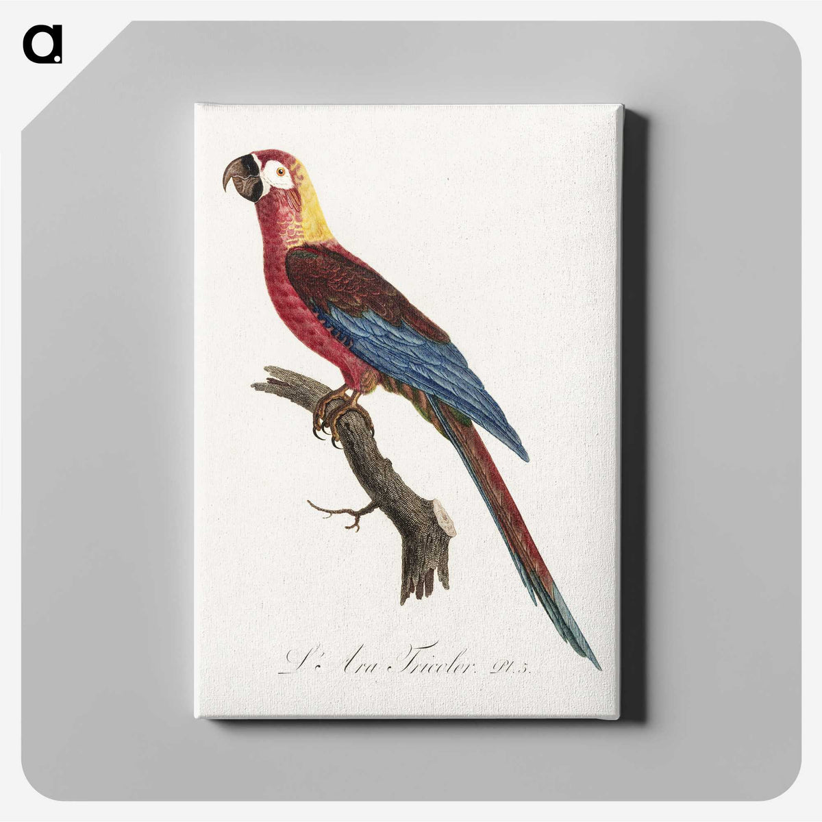 1-39_Francois-Levaillant_canvas