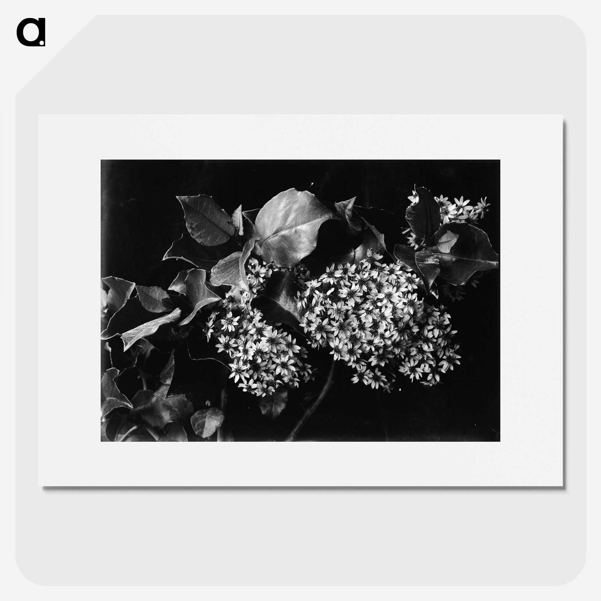 1-39_Frederick-Charles-Brockett_picture