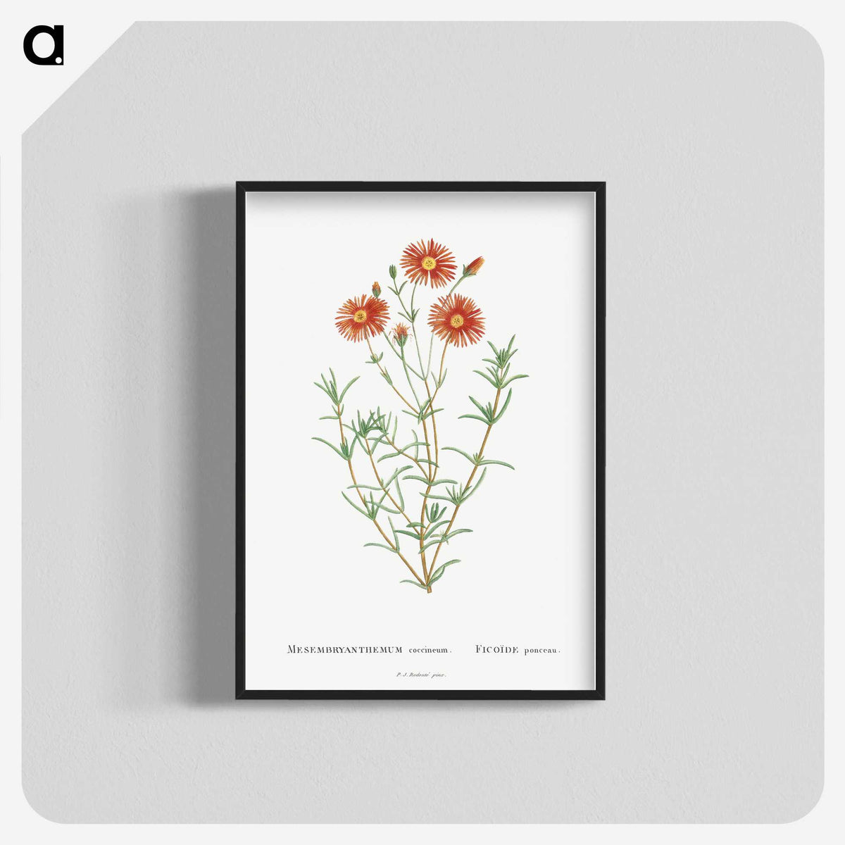 1-39_Histoire-des-Plantes-Grasses_blk-crop
