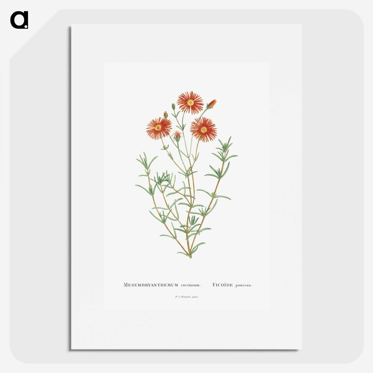 1-39_Histoire-des-Plantes-Grasses_picture