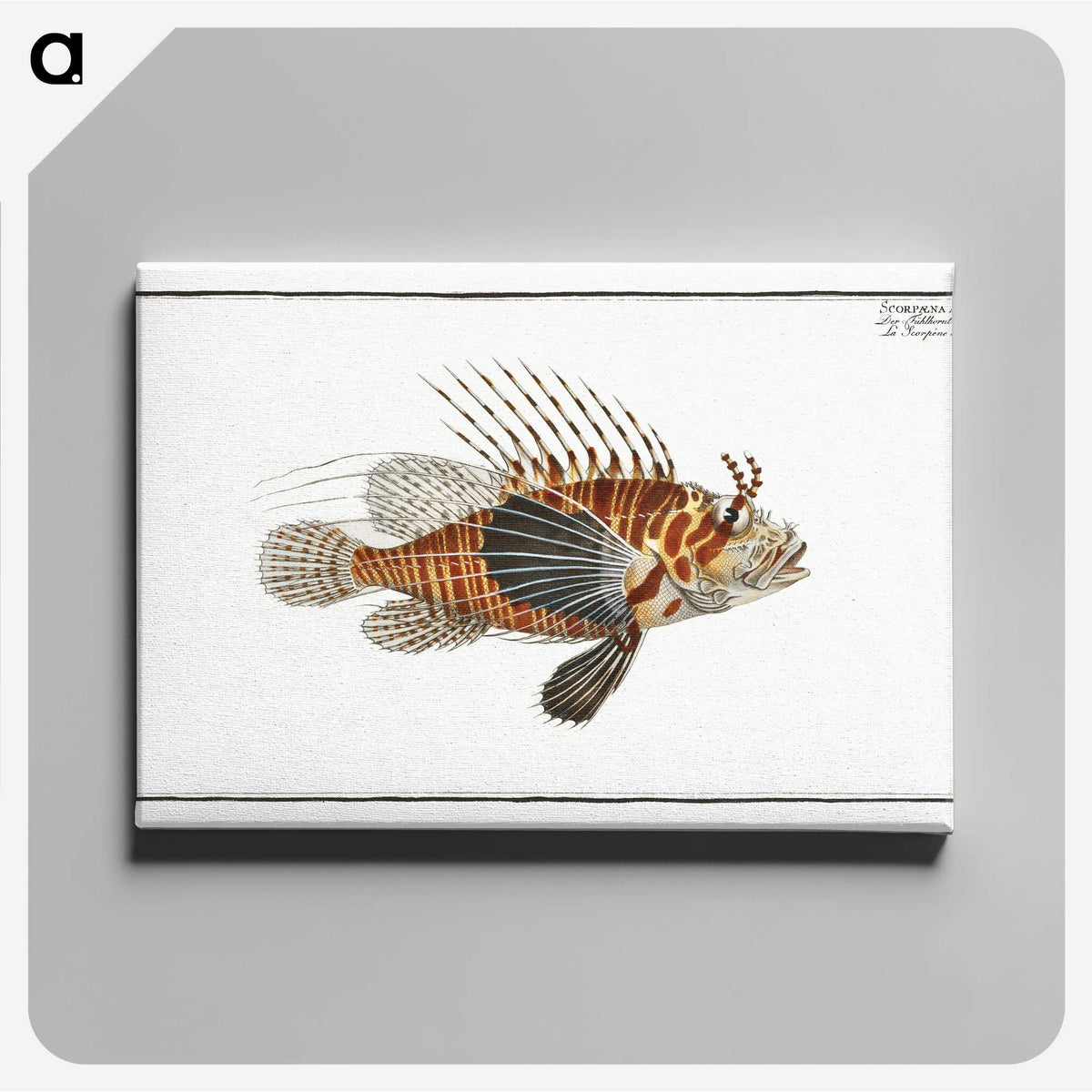1-39_Ichtyologie-ou-Histoire-naturelle_canvas