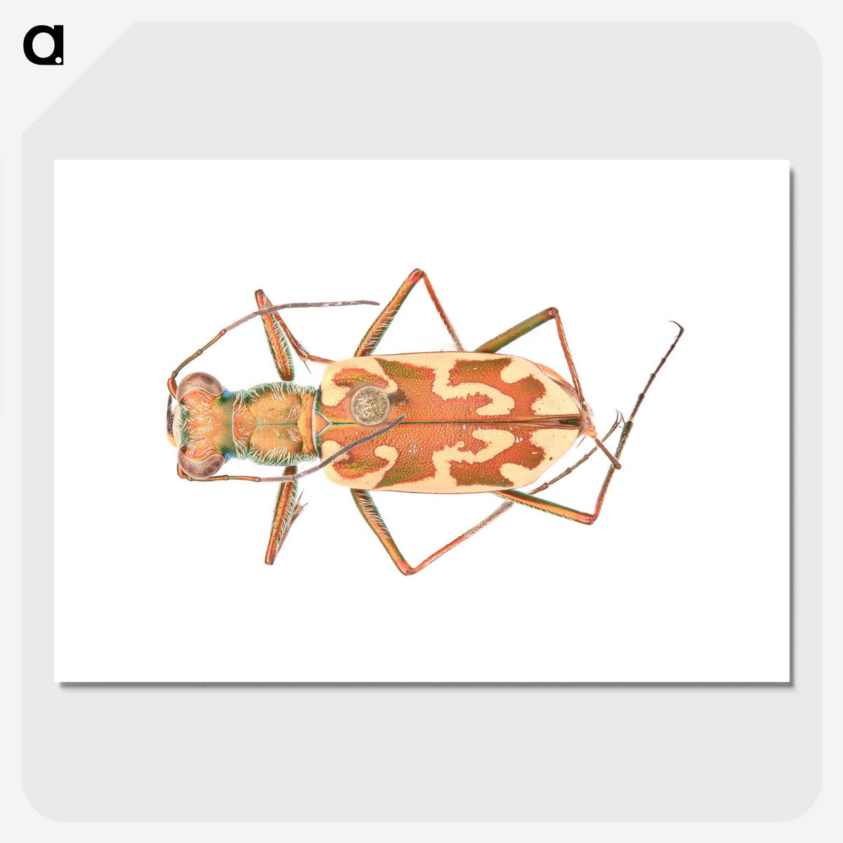 1-39_Insects-Unlocked-Project_picture-crop