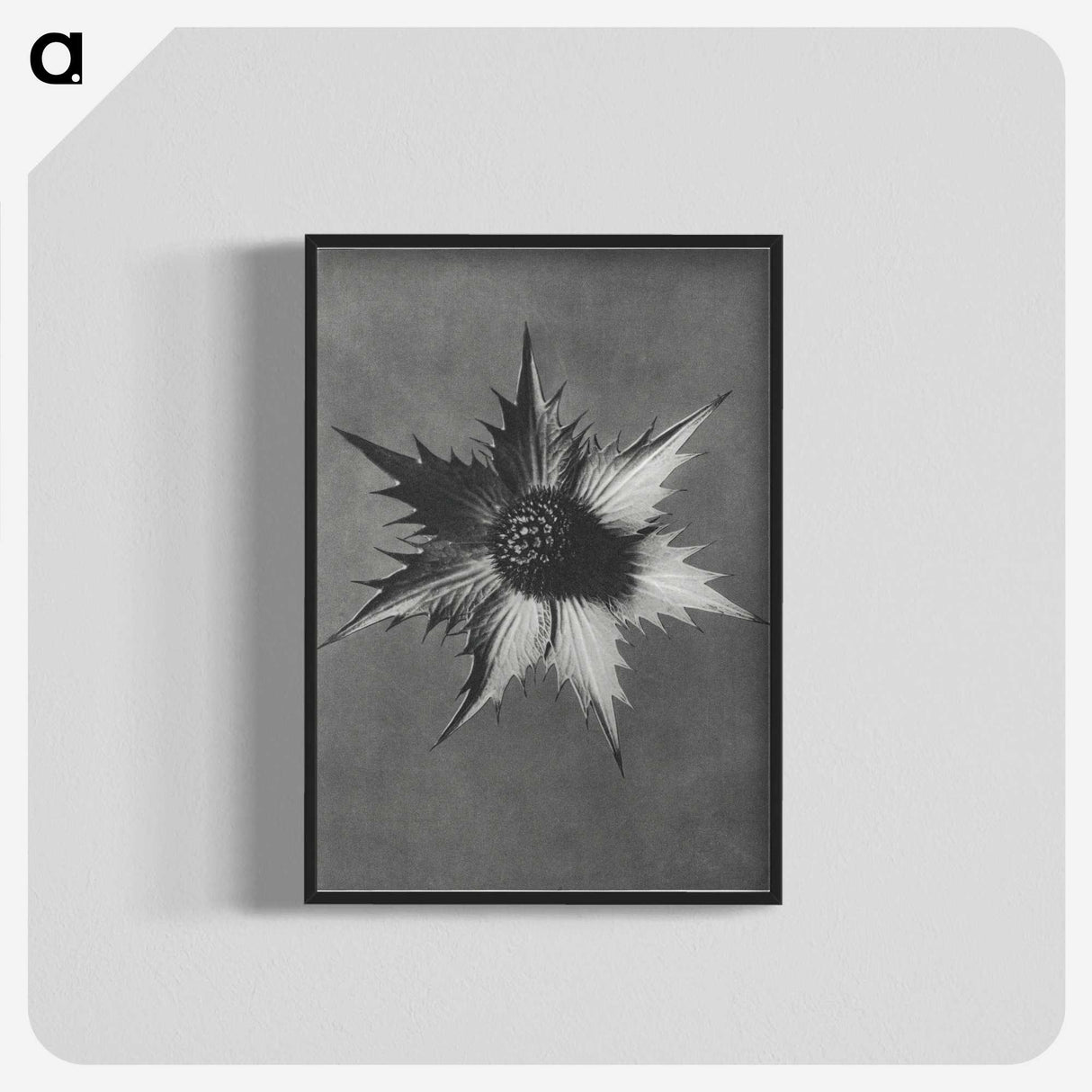 1-39_Karl-Blossfeldt_blk-crop