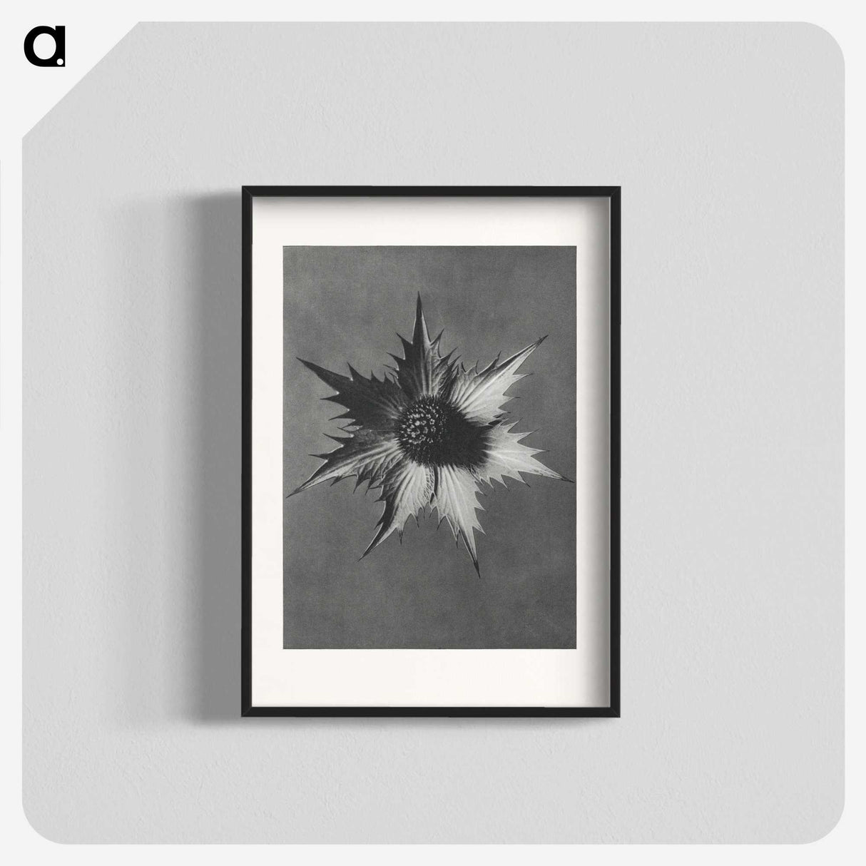 1-39_Karl-Blossfeldt_blk