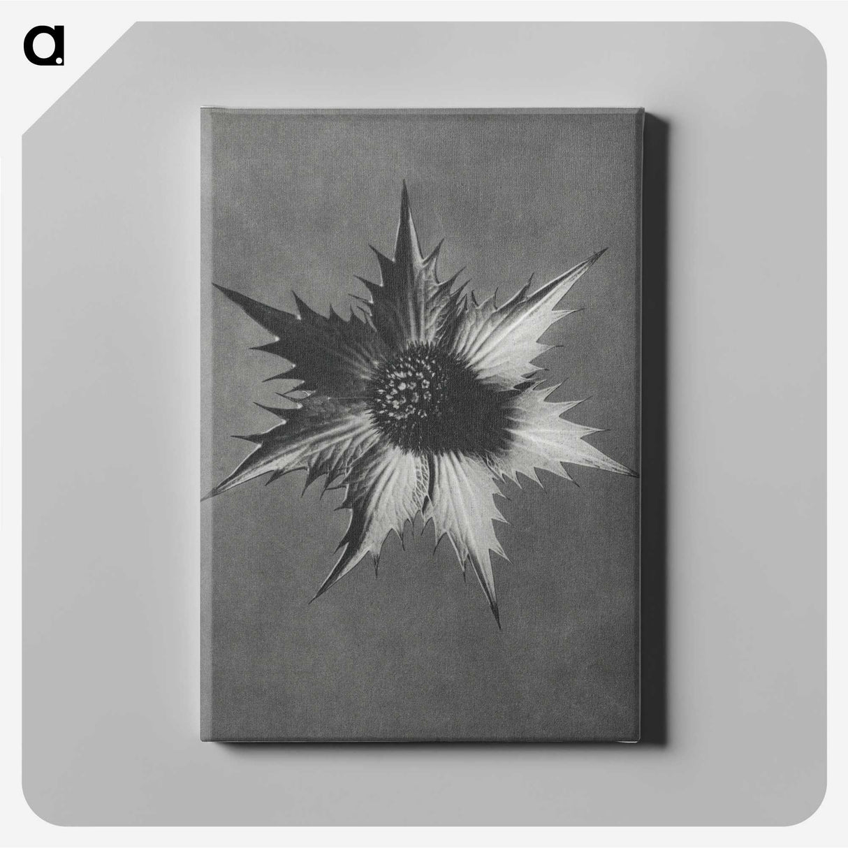 1-39_Karl-Blossfeldt_canvas