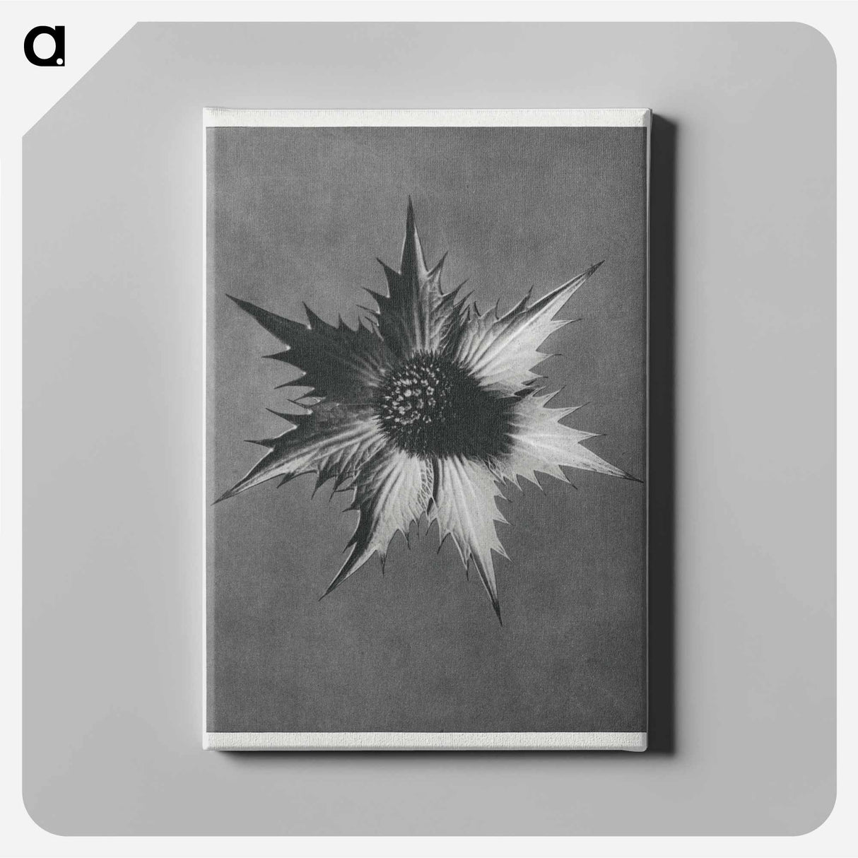 Eryngium Giganteum (Miss Willmott's Ghost) - Karl Blossfeldt Canvas.