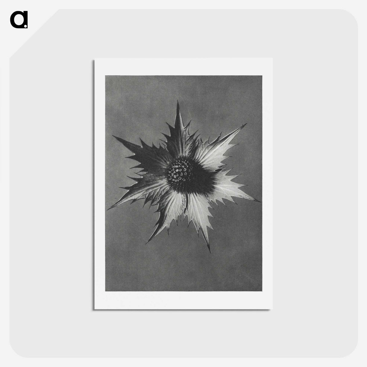 1-39_Karl-Blossfeldt_hagaki