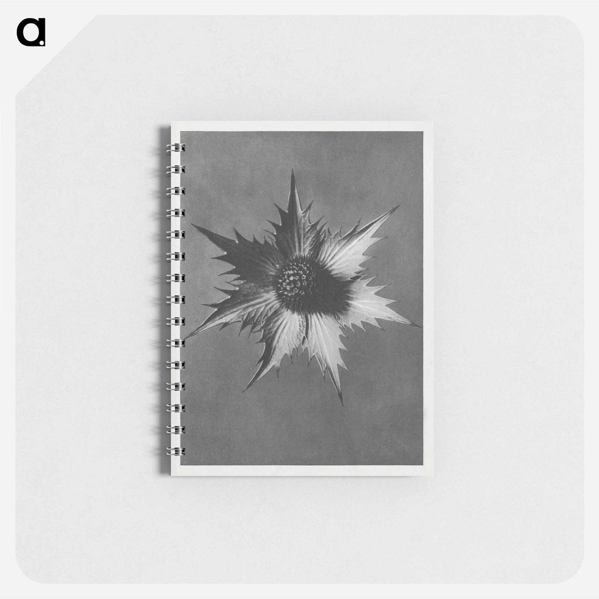 Eryngium Giganteum (Miss Willmott's Ghost) - カール ブロスフェルト Memo.