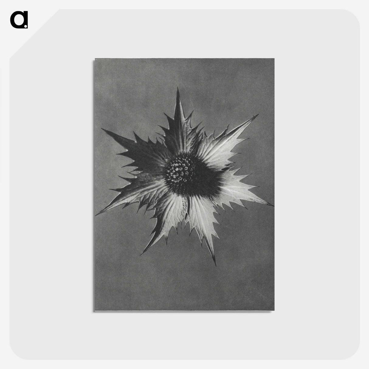 1-39_Karl-Blossfeldt_postcard