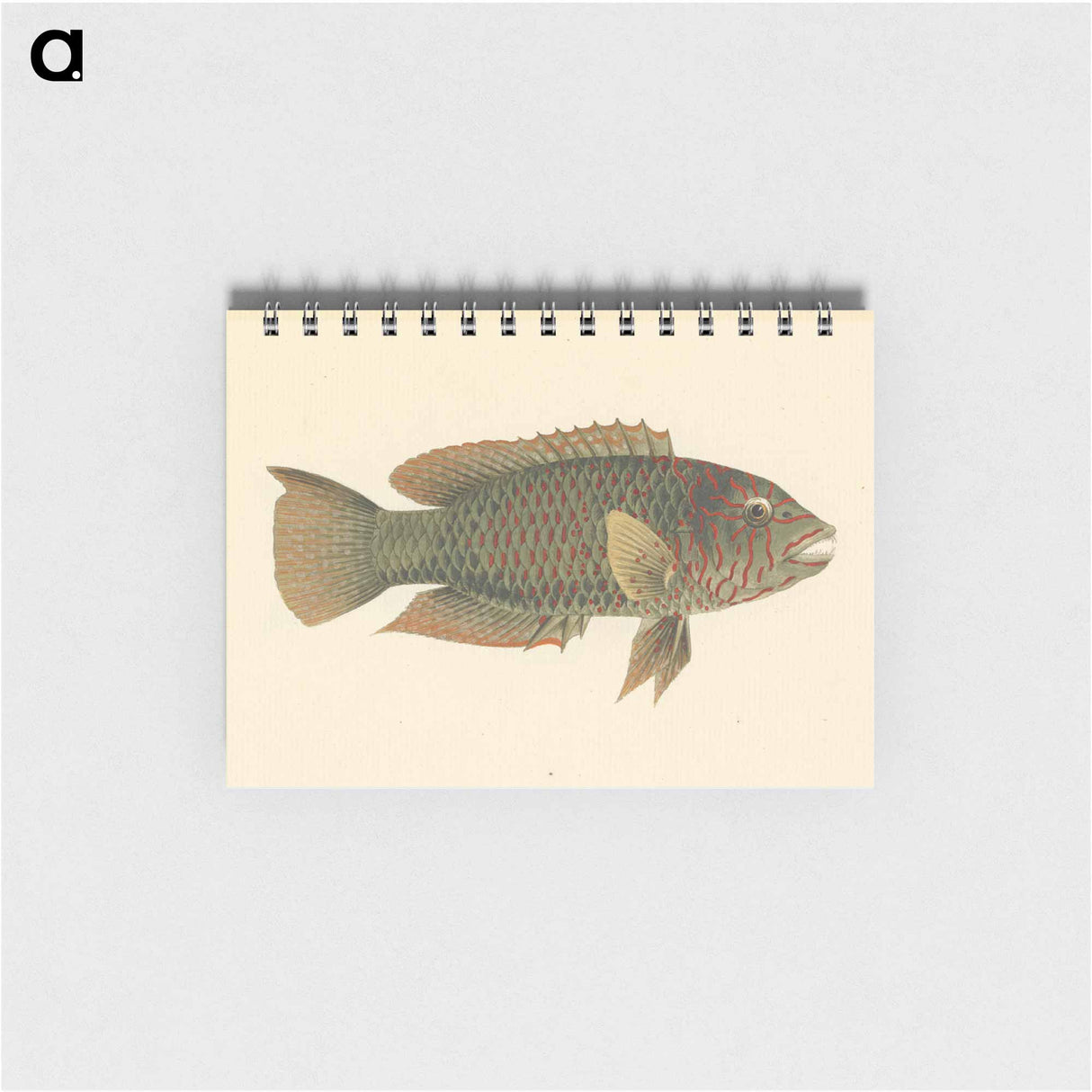 Unidentified Fish
- ルイージ バルガーニ Memo.