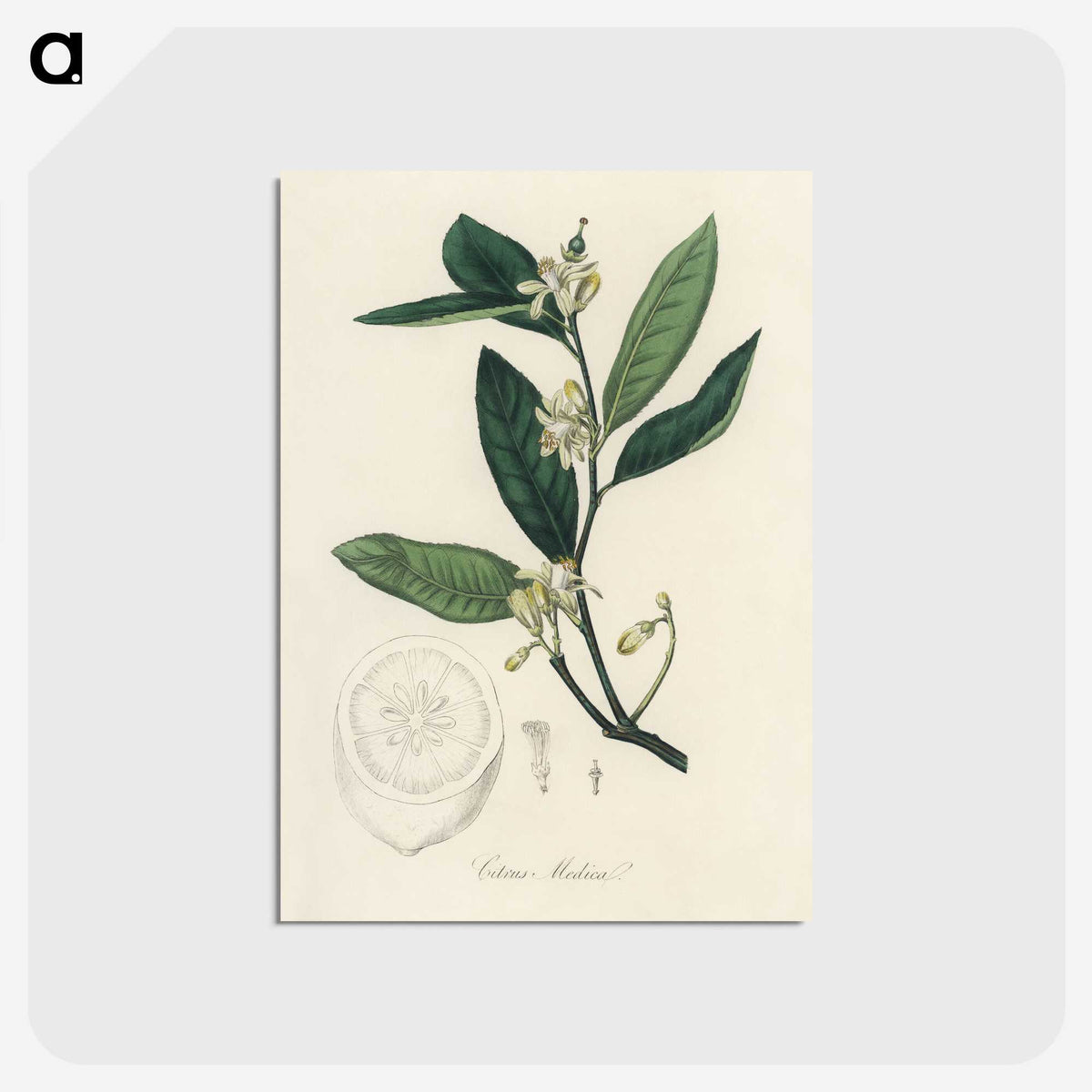 1-39_Medical-Botany_postcard