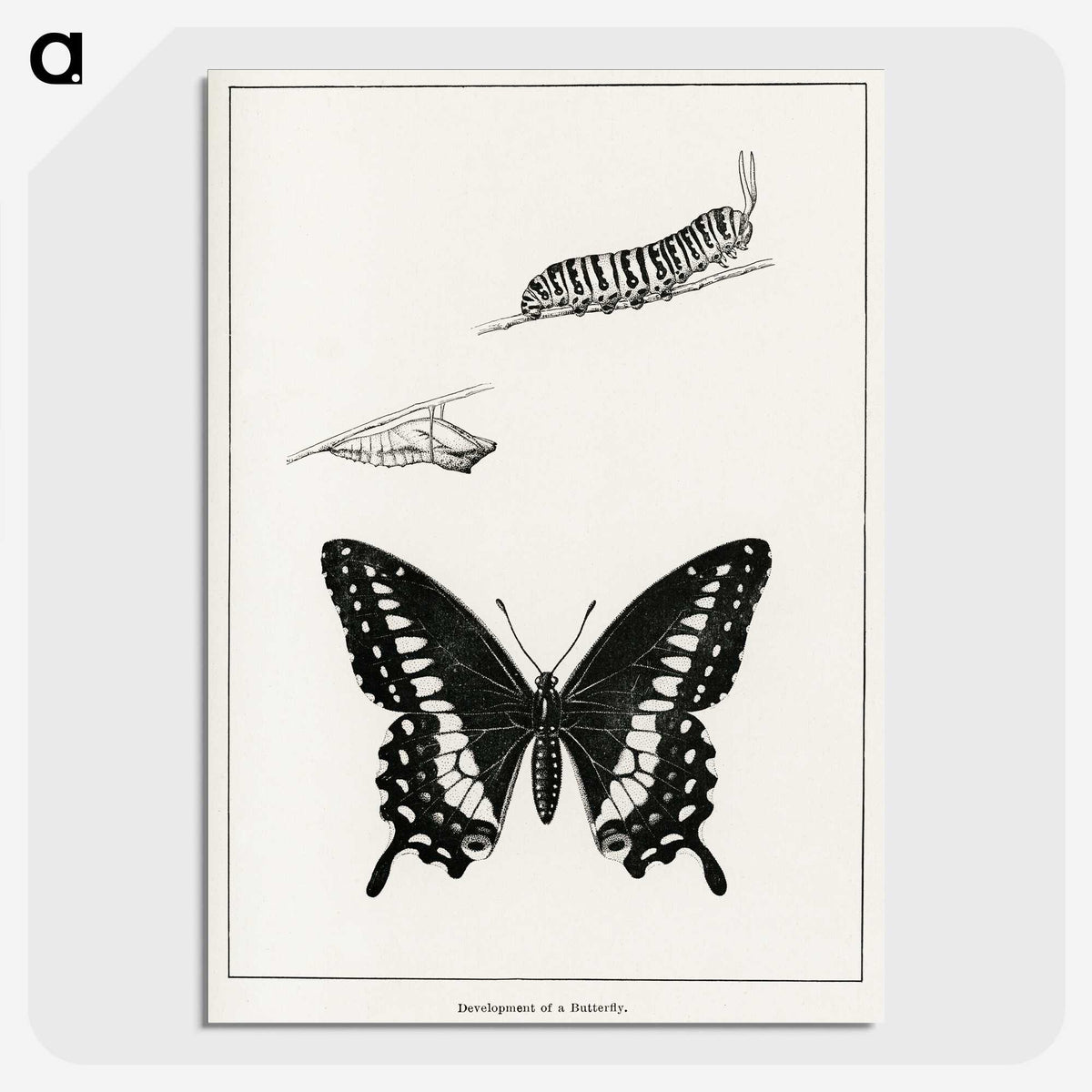 1-39_Moths-and-Butterflies-of-the-United-States_picture-crop