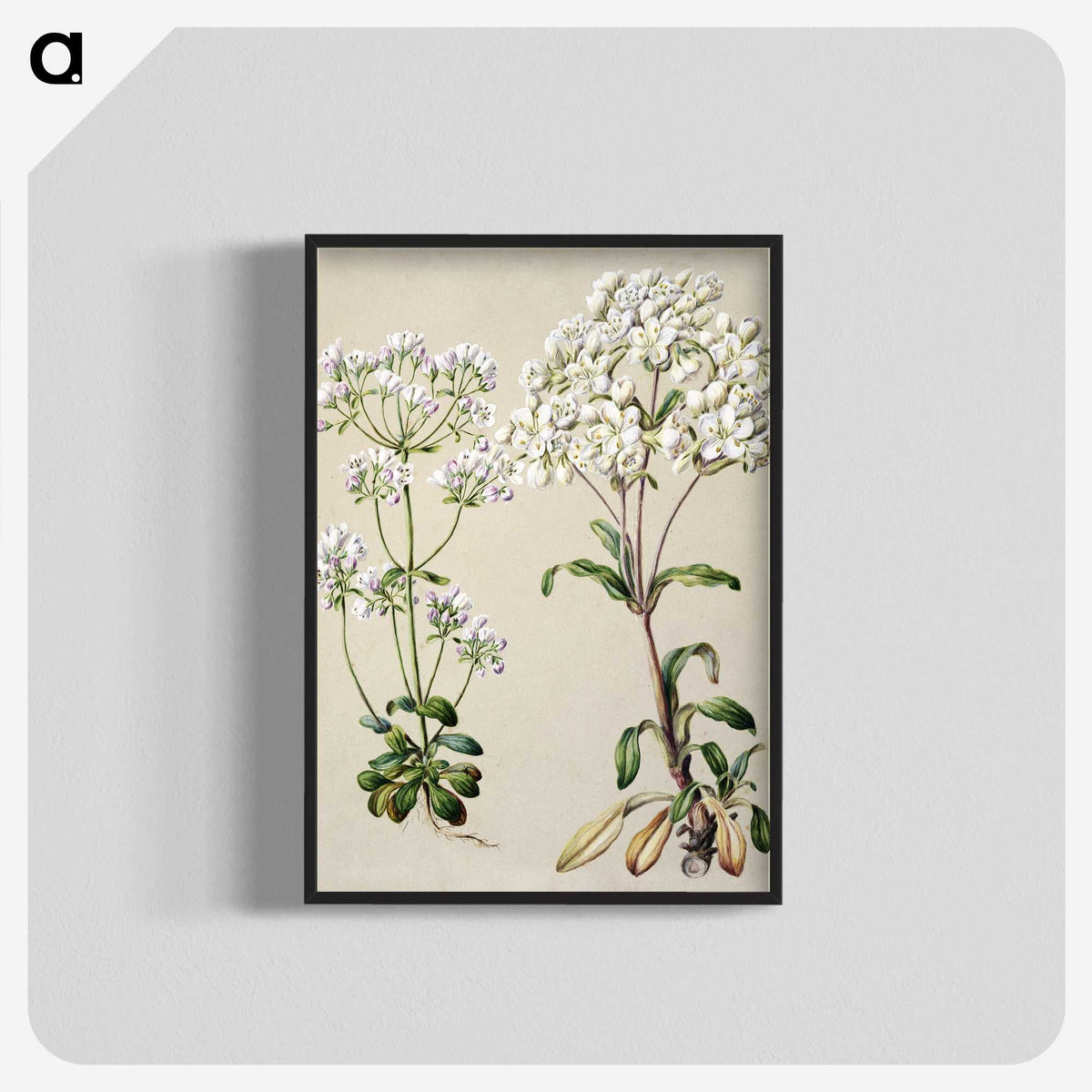 1-39_Native-Flowering-Plants-of-New-Zealand_blk-crop