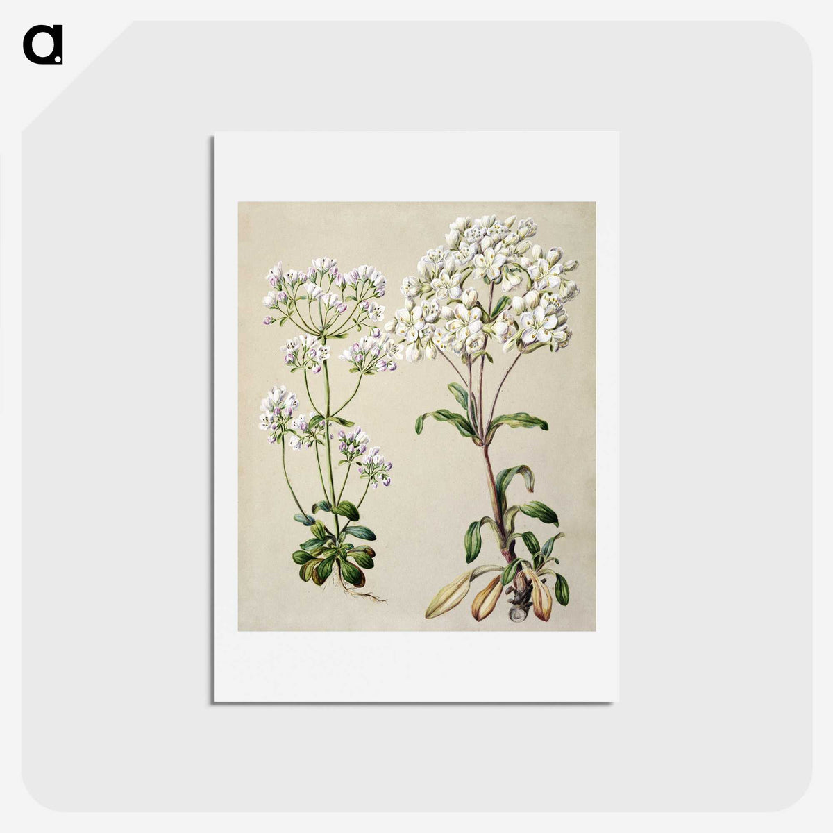 1-39_Native-Flowering-Plants-of-New-Zealand_hagaki