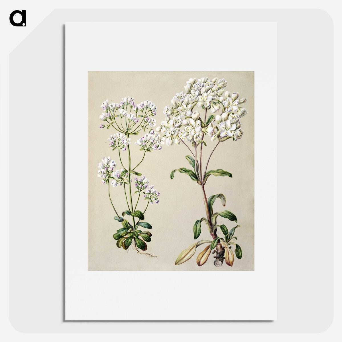 1-39_Native-Flowering-Plants-of-New-Zealand_picture