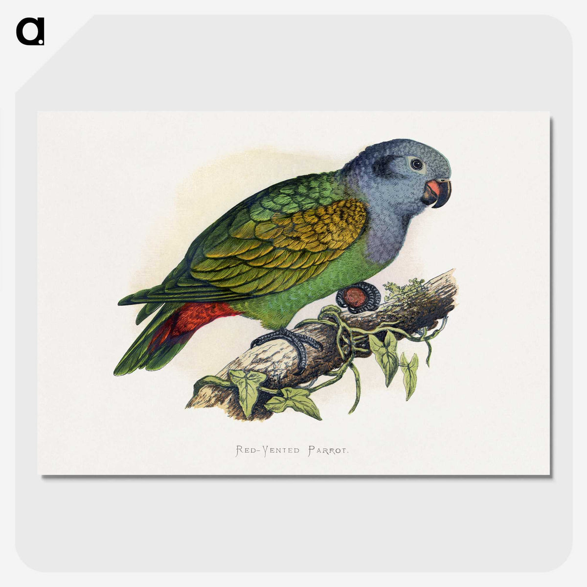 1-39_Parrots-in-Captivity_picture-crop