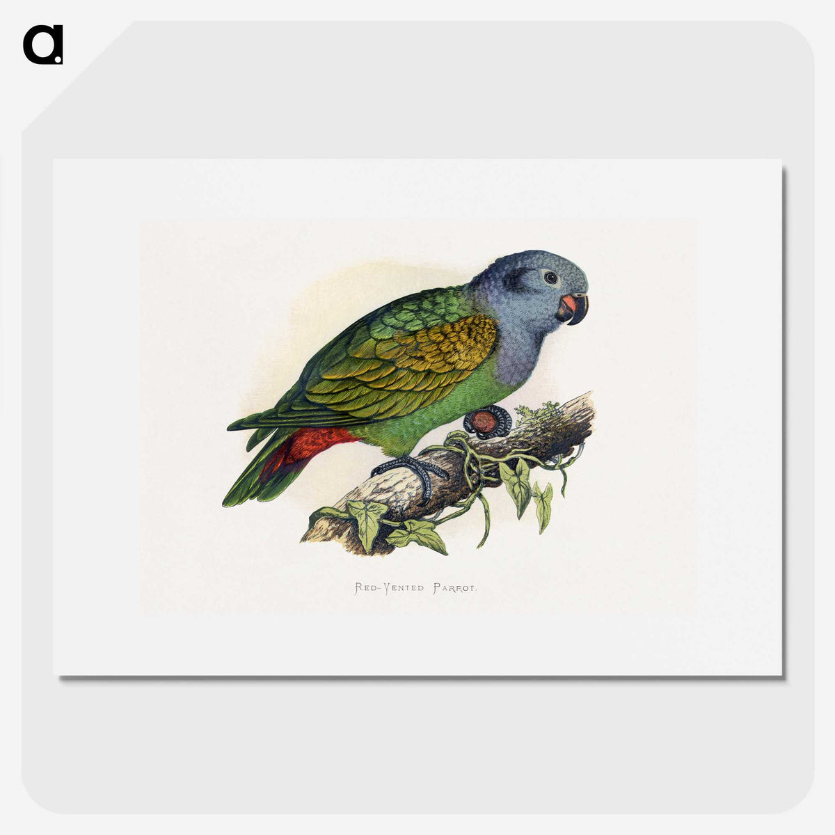 1-39_Parrots-in-Captivity_picture