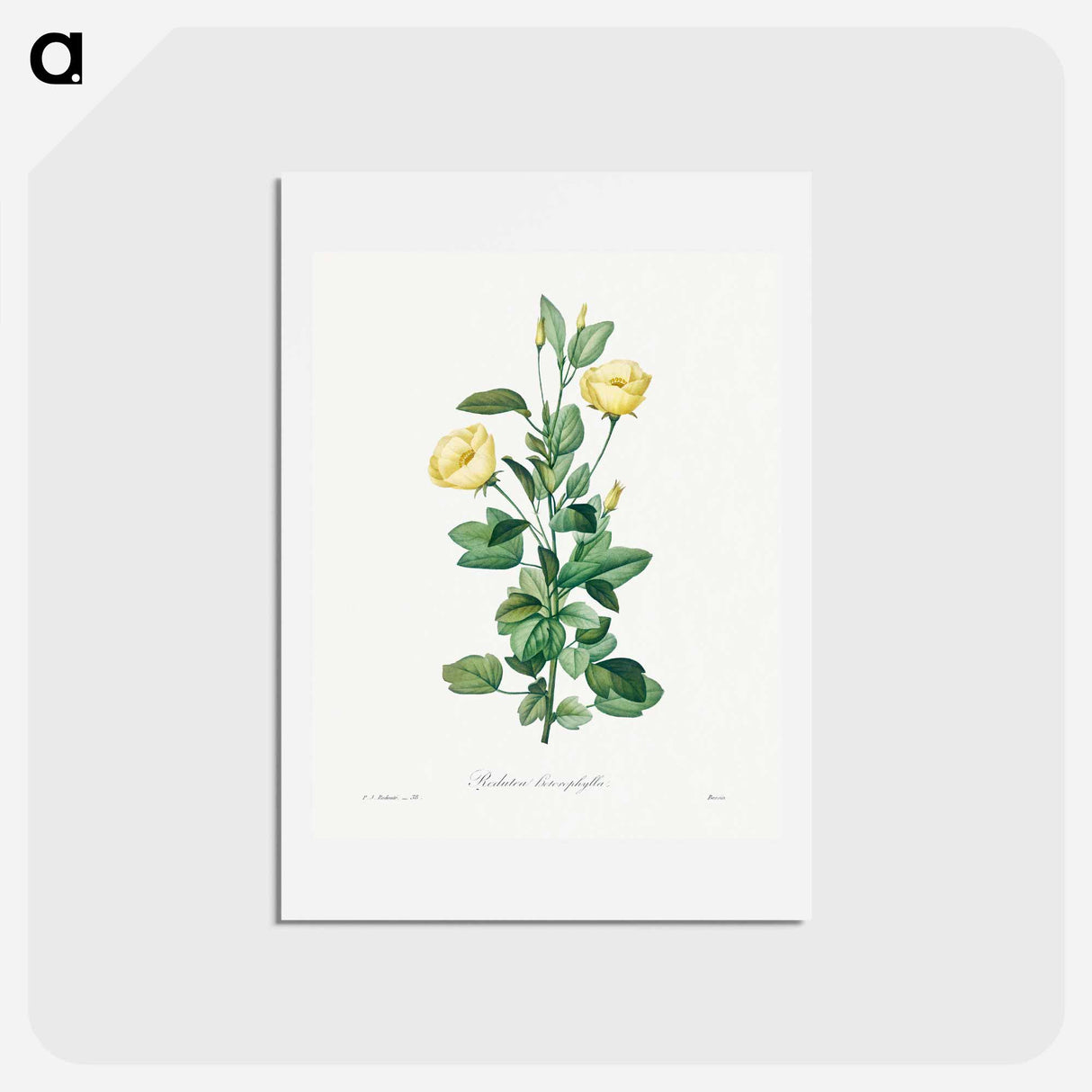 アートポストカード-Reduta Heterophylla - ピエール ジョゼフ ルドゥーテ Postcard.