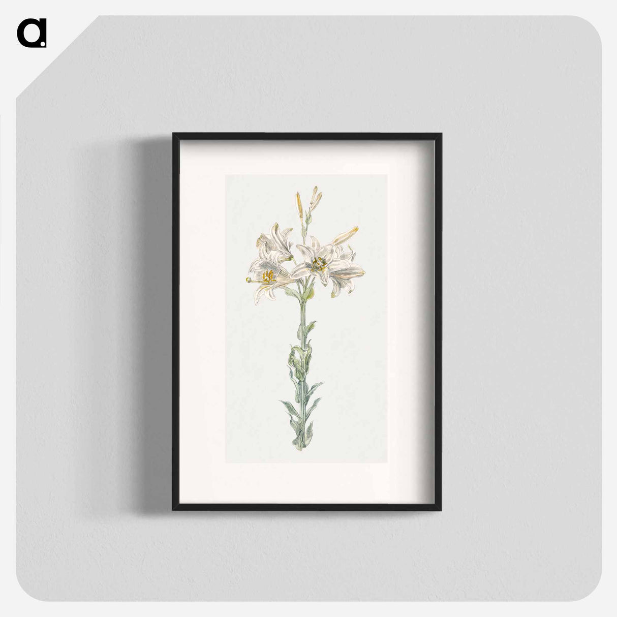 Lily, Stockbridge - サミュエル コールマン Poster.