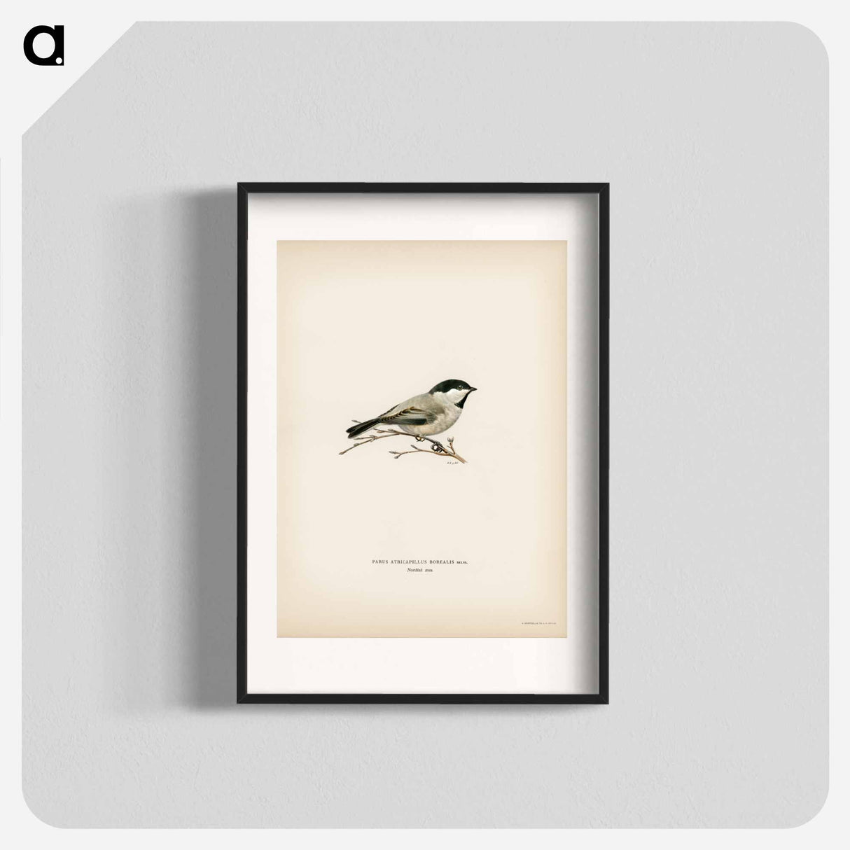 アートポスター-Black-Capped Chickadee
- スヴェンスカ フォグラル Poster.
