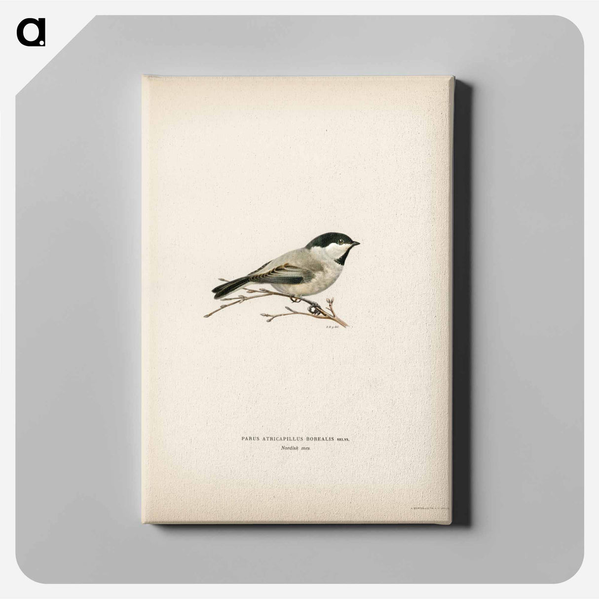 アートパネル-Black-Capped Chickadee
- スヴェンスカ フォグラル Canvas.