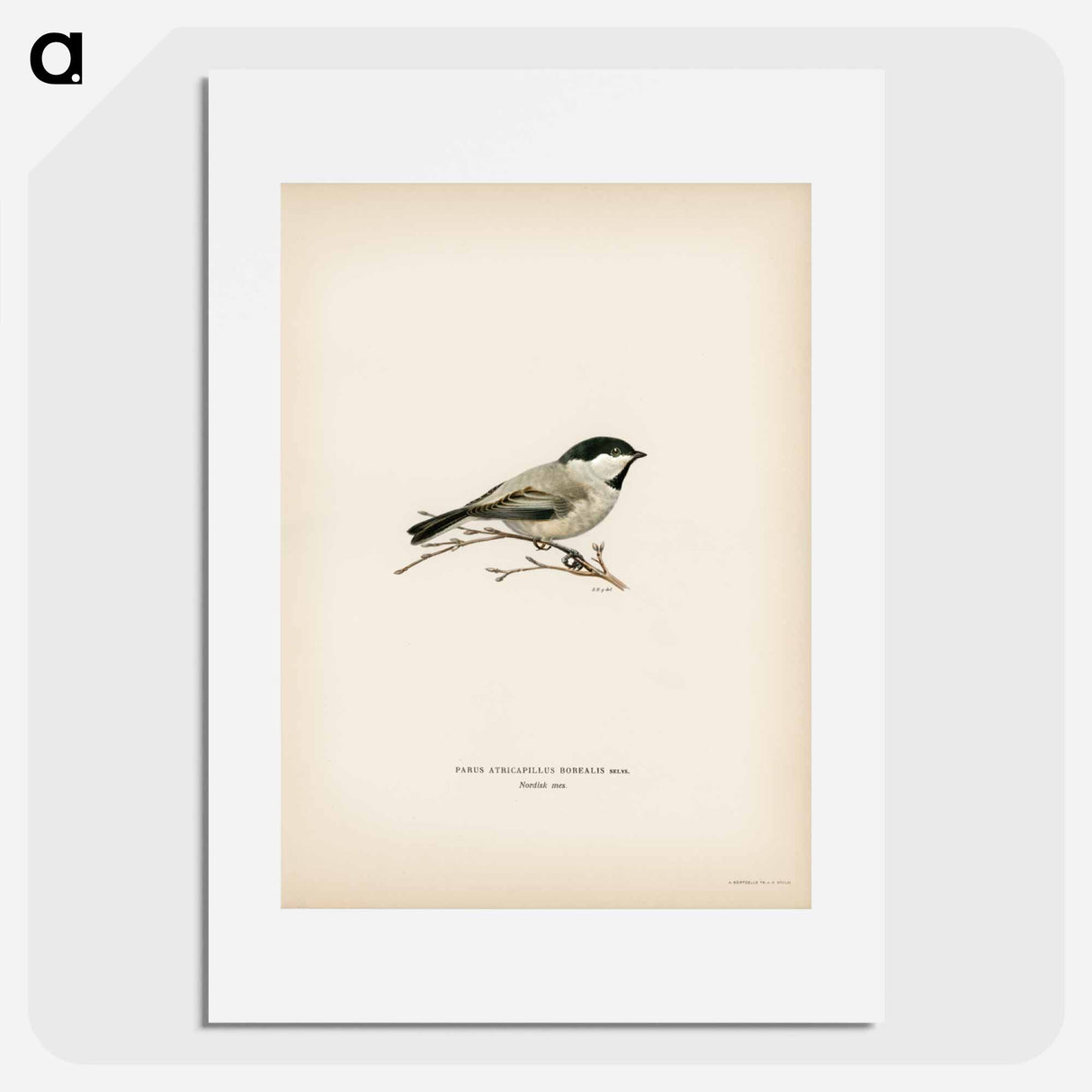 アートポスター-Black-Capped Chickadee
- スヴェンスカ フォグラル Poster.
