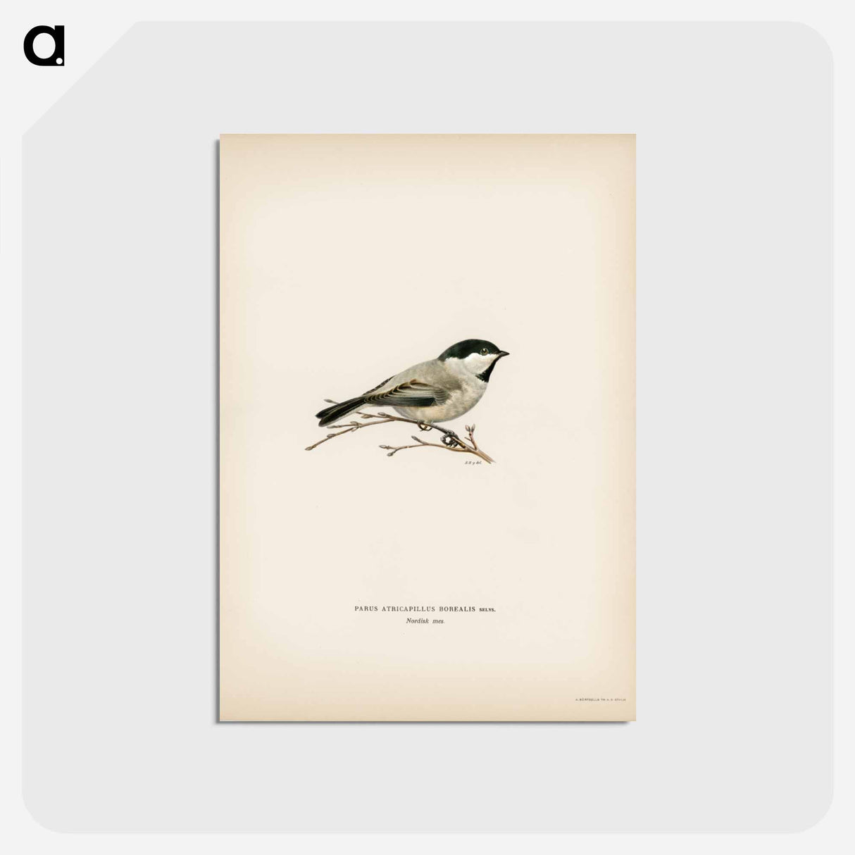 アートポストカード-Black-Capped Chickadee
- スヴェンスカ フォグラル Postcard.