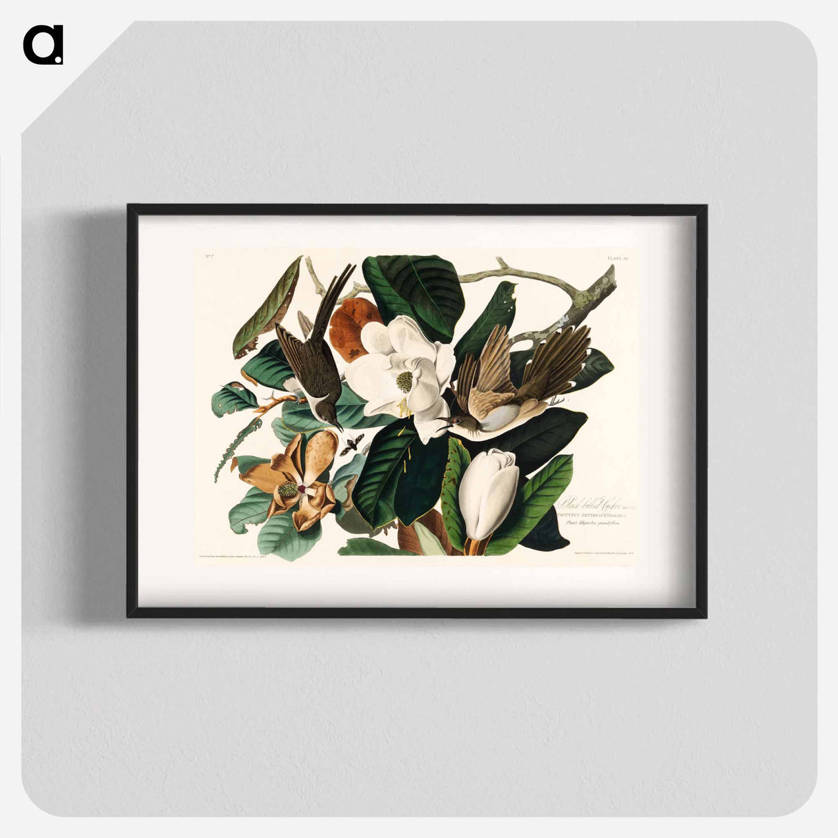 アートポスター-Black-billed Cuckoo from Birds of America
- アメリカの鳥たち Poster.