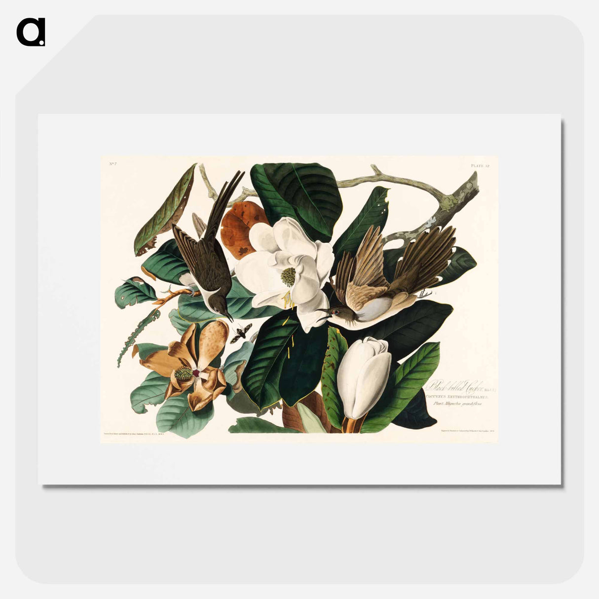 アートポスター-Black-billed Cuckoo from Birds of America
- アメリカの鳥たち Poster.