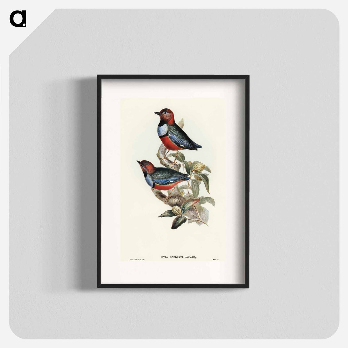 Macklot's Pitta
- オーストラリアの鳥 Poster.