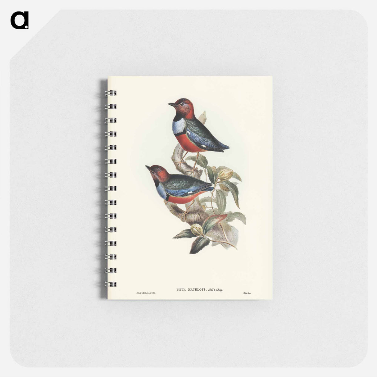 アートメモ帳-Macklot's Pitta
- オーストラリアの鳥 Memo.