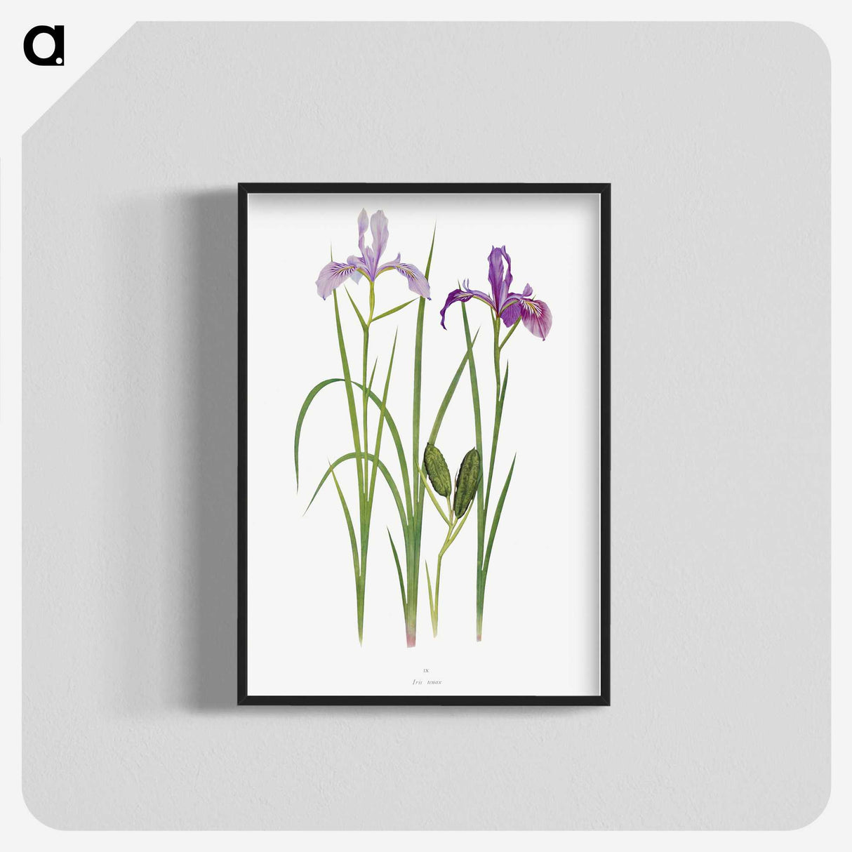 1-39_The-Genus-Iris_blk-crop